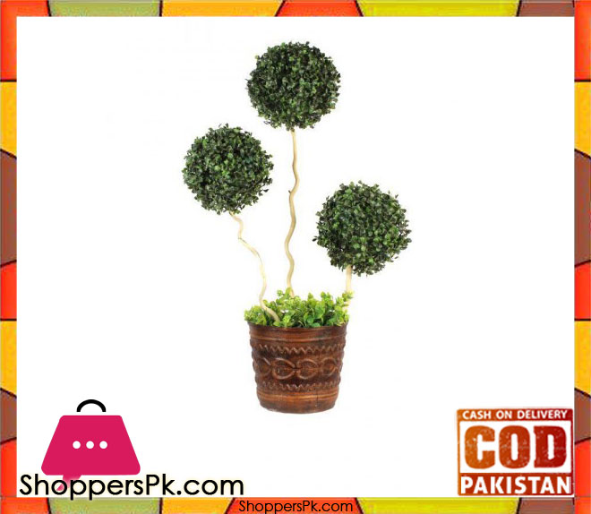 The Florist Living Room Center Table Imported Bonsai Ball Rubber Plant with Pot - 067