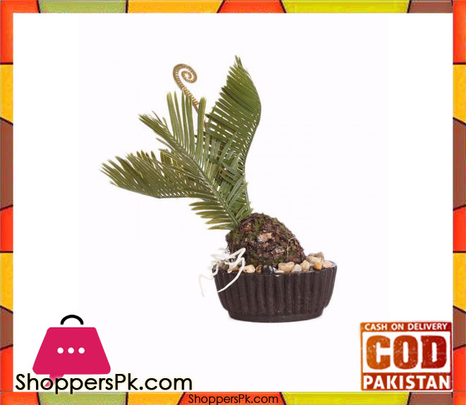 The Florist Kangi Cactus Arrangement - FL50