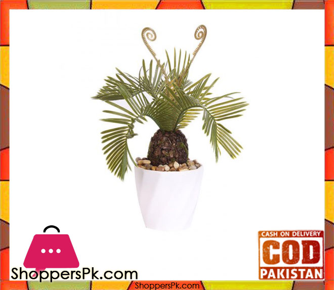 The Florist Kangi Cactus Arrangement with White Pot - FL52