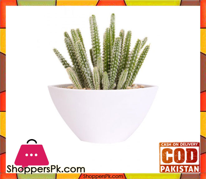 The Florist Dessert Cactus Arrangement with White Melamine Pot - FL53