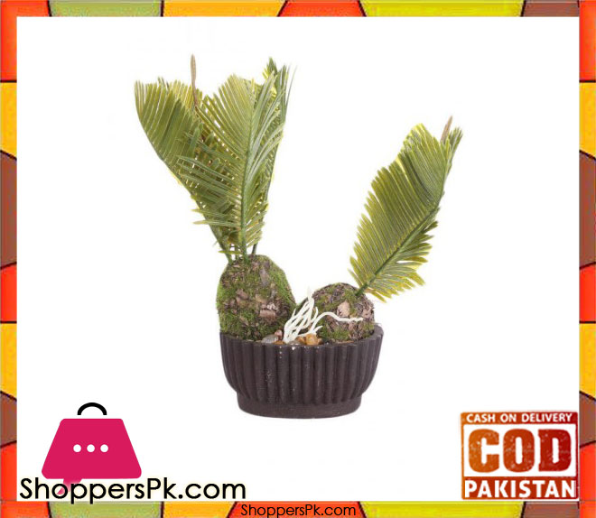The Florist Medium Kangi Cactus with Brown Pot - FL64