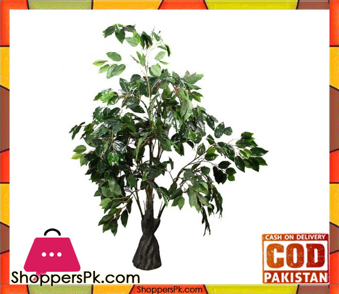 The Florist FLOR16 - Fycus Rubber Palm Tree Arrangement