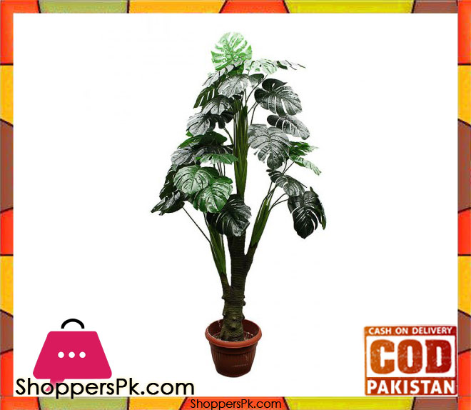 The Florist Rubber Begonia Money Plant Arrangment