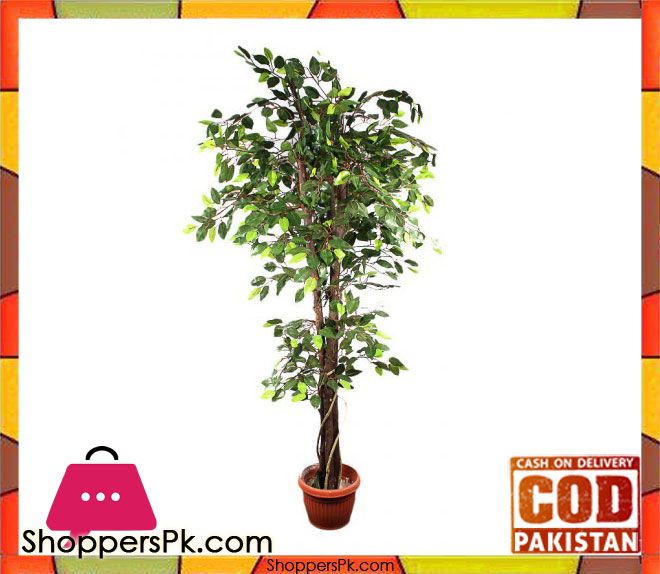 The Florist FLOR24 - Natural Trunk Fycus Rubber Tree