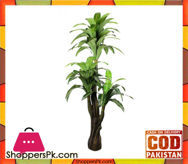 The Florist FLOR19 - Drazenia 3 branches Plant Arrangement