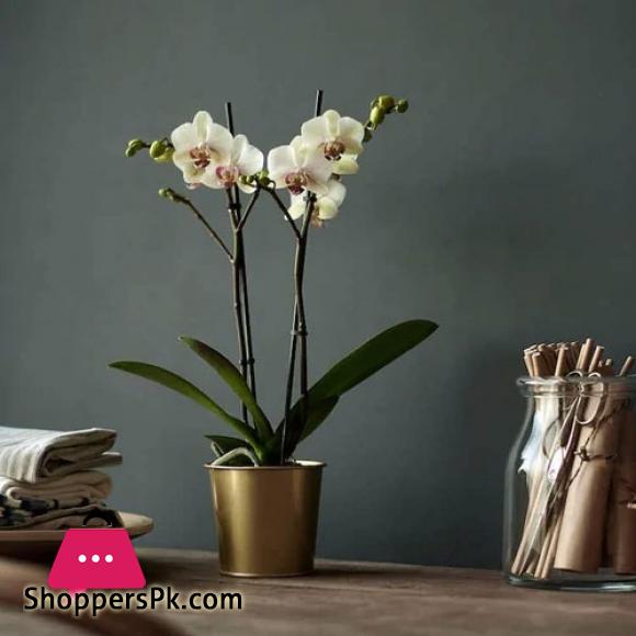 Daidai - Plant Pot (Brass-Colour - 12 cm)