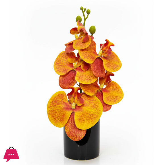 Mini Orchid with Ceramic Pot Height 8 inches