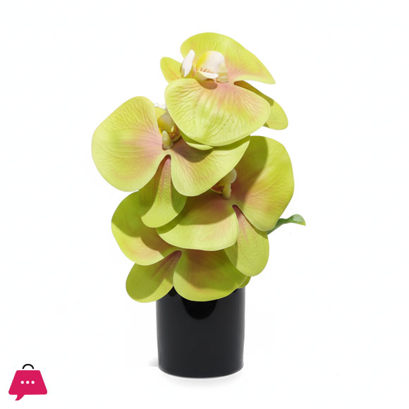 Mini Orchid with Ceramic Pot Height 8 inches